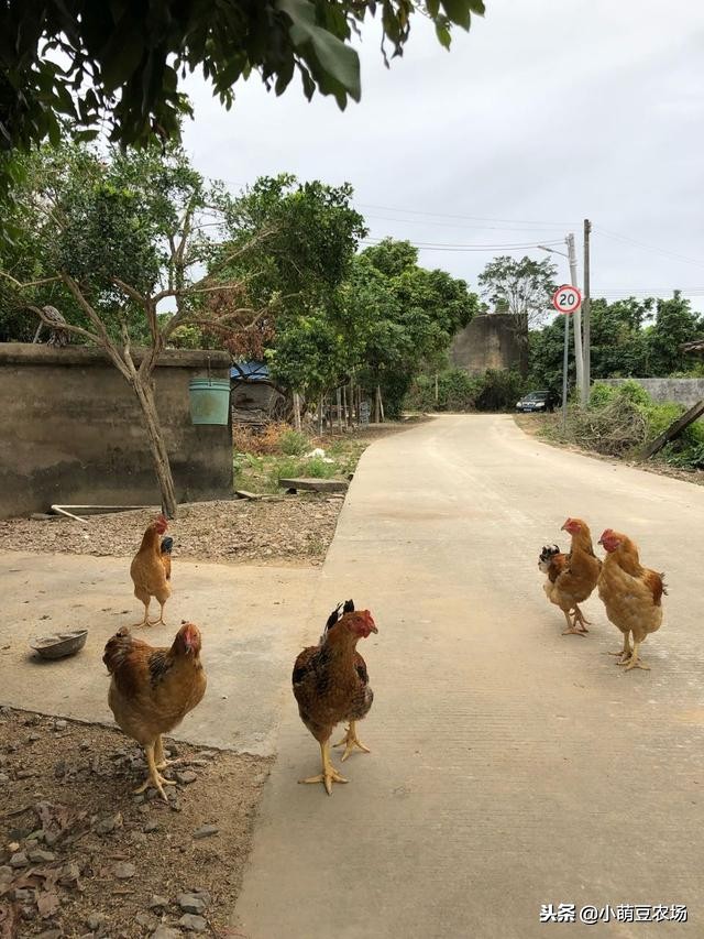 菲香田园-小萌豆农场