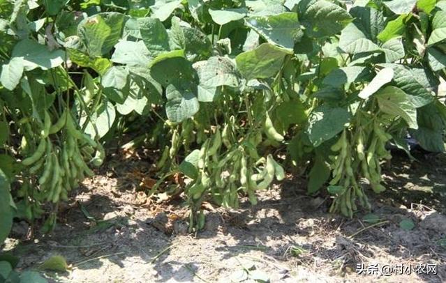 农村种植致富的20个项目排行榜,大学生返乡创业种植大棚蔬菜三年