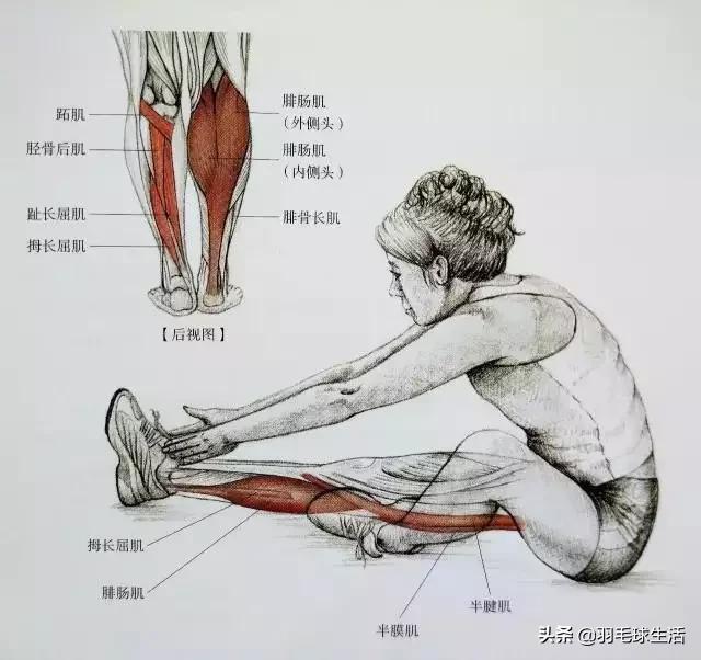 打羽毛球防止腿变粗,打羽毛球前后拉伸动作防止腿变粗