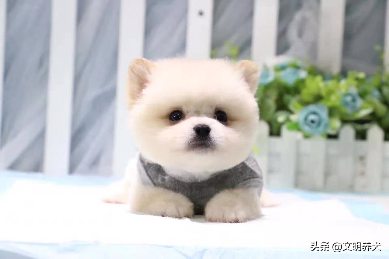 如何预防狗狗一夏天身上不生蜱虫,狗狗有必要预防心丝虫吗