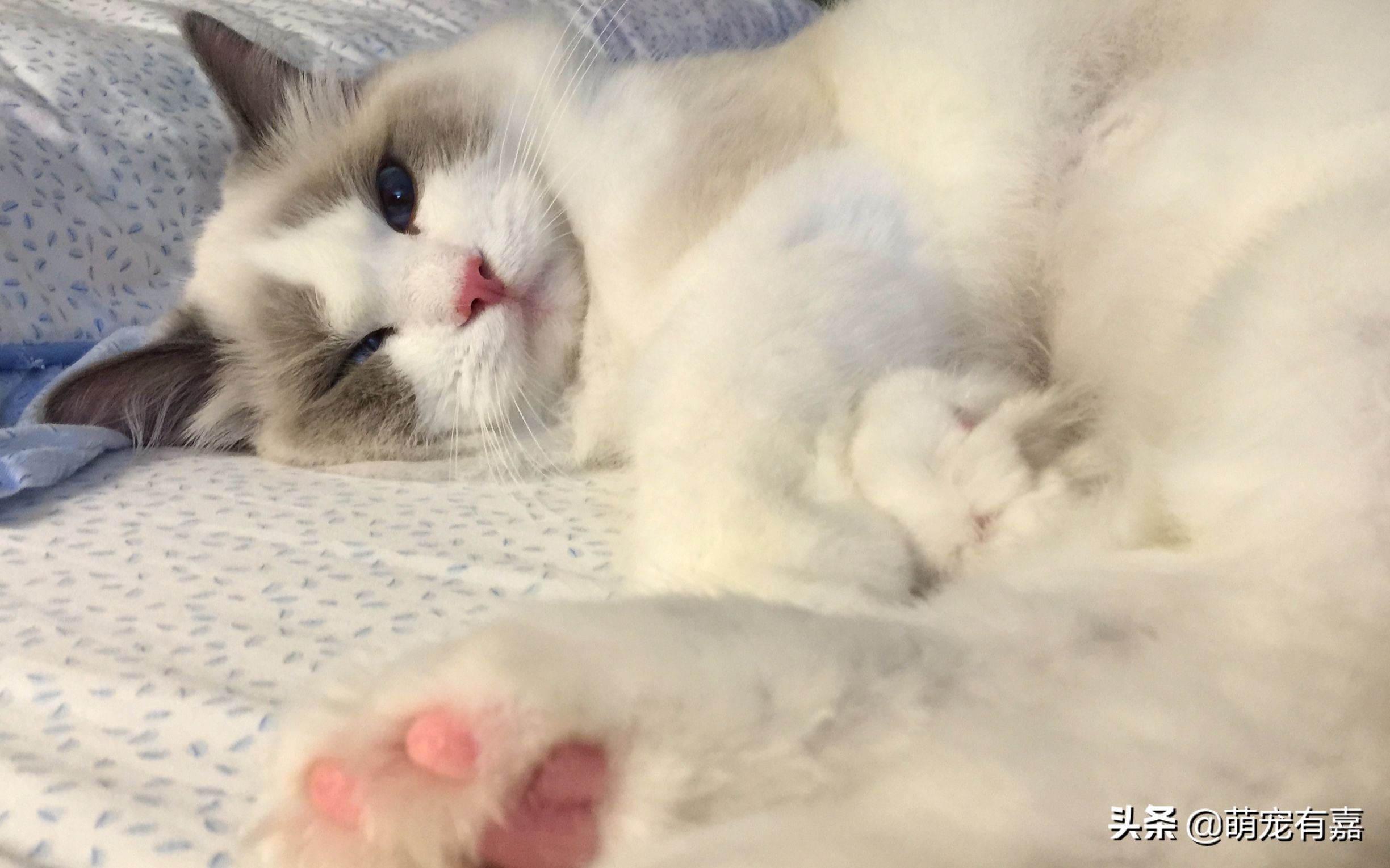 吃多了猫草便秘怎么办,猫咪便秘给喝食用油靠谱吗