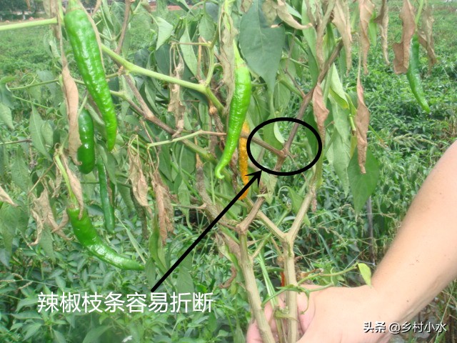 冬季大棚辣椒叶片萎蔫什么原因,辣椒萎蔫病的原因