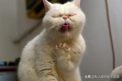 中毒猫咪救活几率,猫咪中药中毒急救