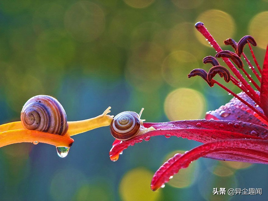 最漂亮的蜗牛图片,100幅蜗牛图片