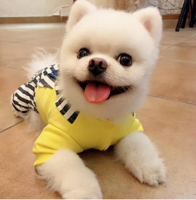 俊介博美犬,俊介型博美