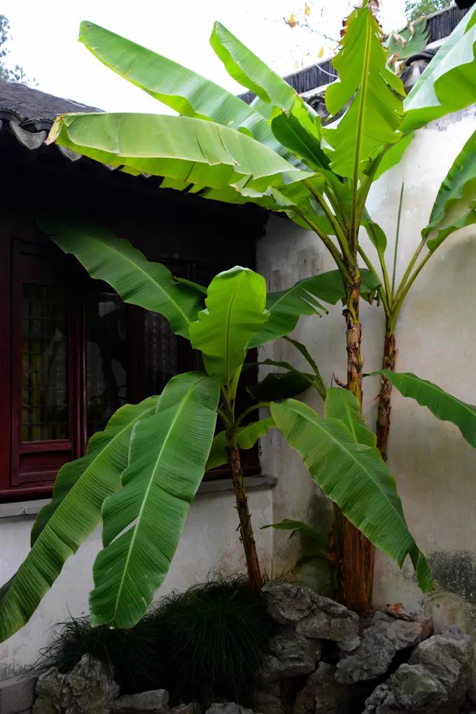 芭蕉树是阔叶树吗,芭蕉树就是香蕉树吗