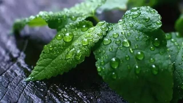 这6种花能净化空气还能杀菌,室内吸甲醛最好的10种花