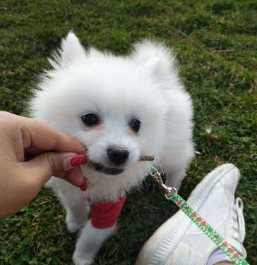 养博美犬需要注意的几个事项,养博美犬应当注意什么