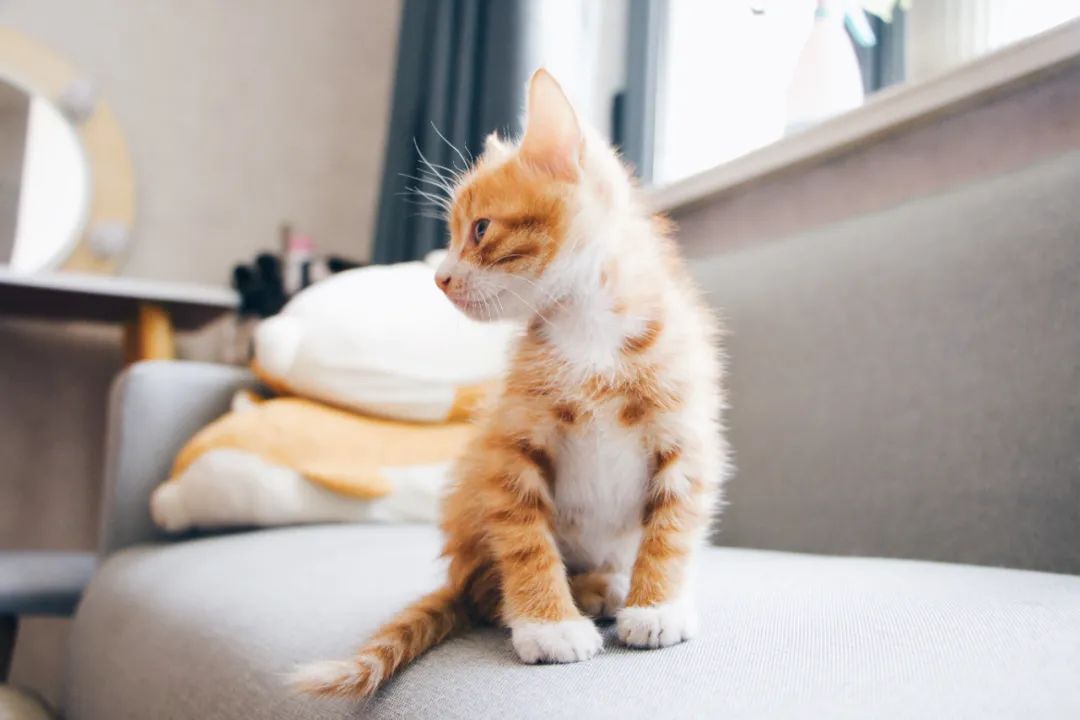 养小猫攻略,养2个月小猫攻略