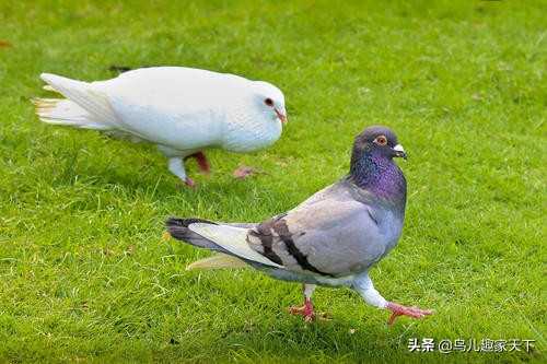 鸽子疾病解剖症状,鸽子常见疾病防治