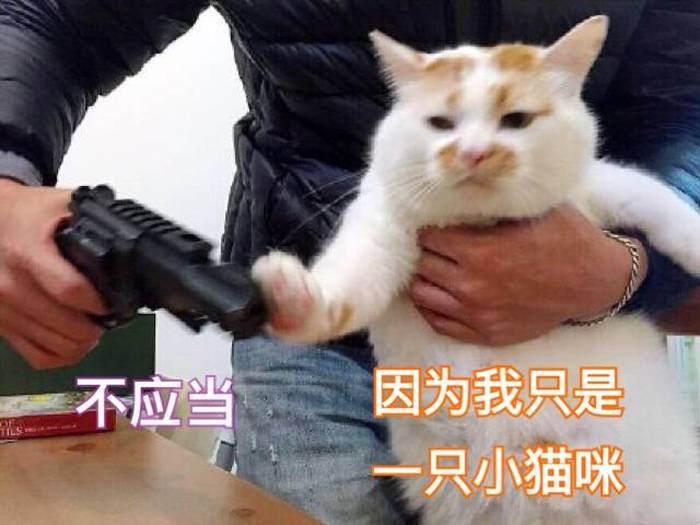 再生气也不要打人,再生气也别打猫咪五个部位