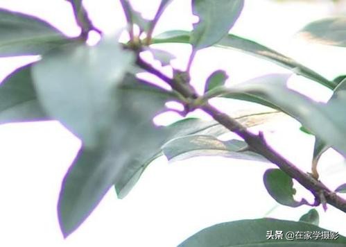 随手抓拍人像风光图片,随手一拍就是风光大片