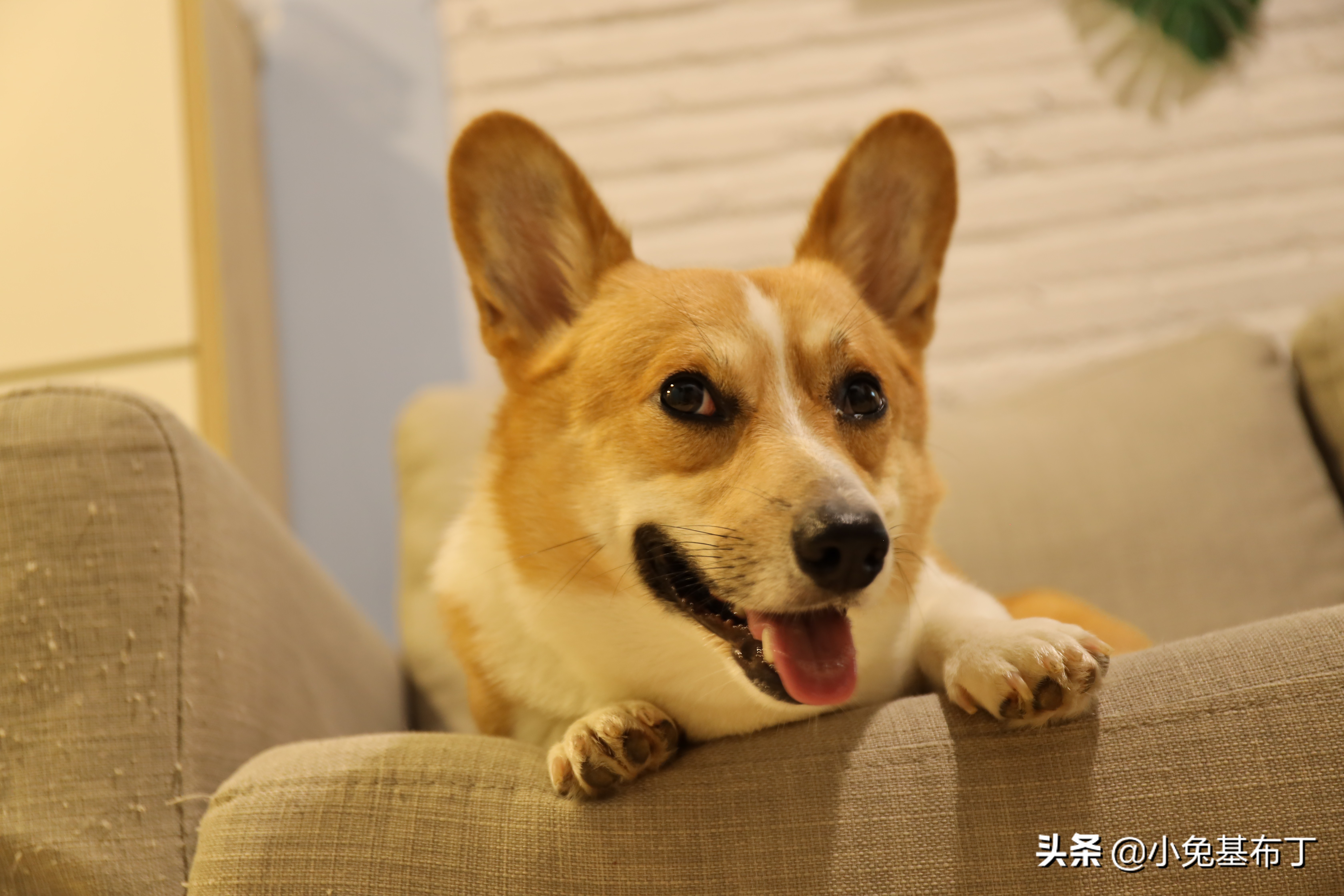 狗狗挑食不吃狗粮怎么办搞笑视频,狗狗厌食挑食的原因以及解决办法