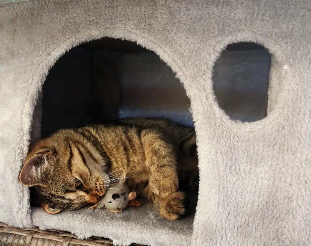 养小猫攻略,养2个月小猫攻略