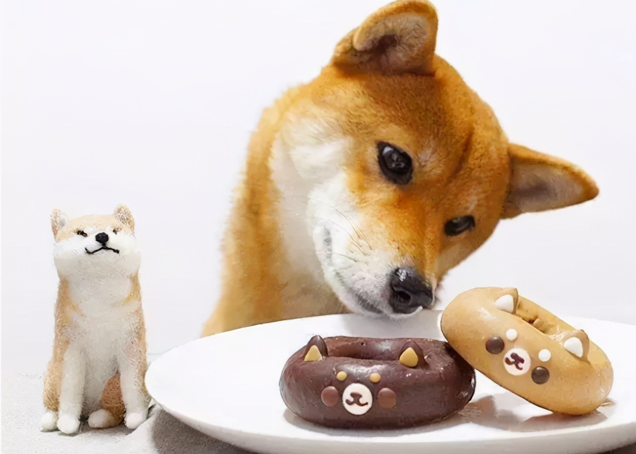 狗狗不能吃的十种食物,狗狗不能吃的食物你知道多少