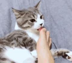 猫舔你是因为它把你当成小弟了吗,如果你家猫咪爱舔你这是什么表现
