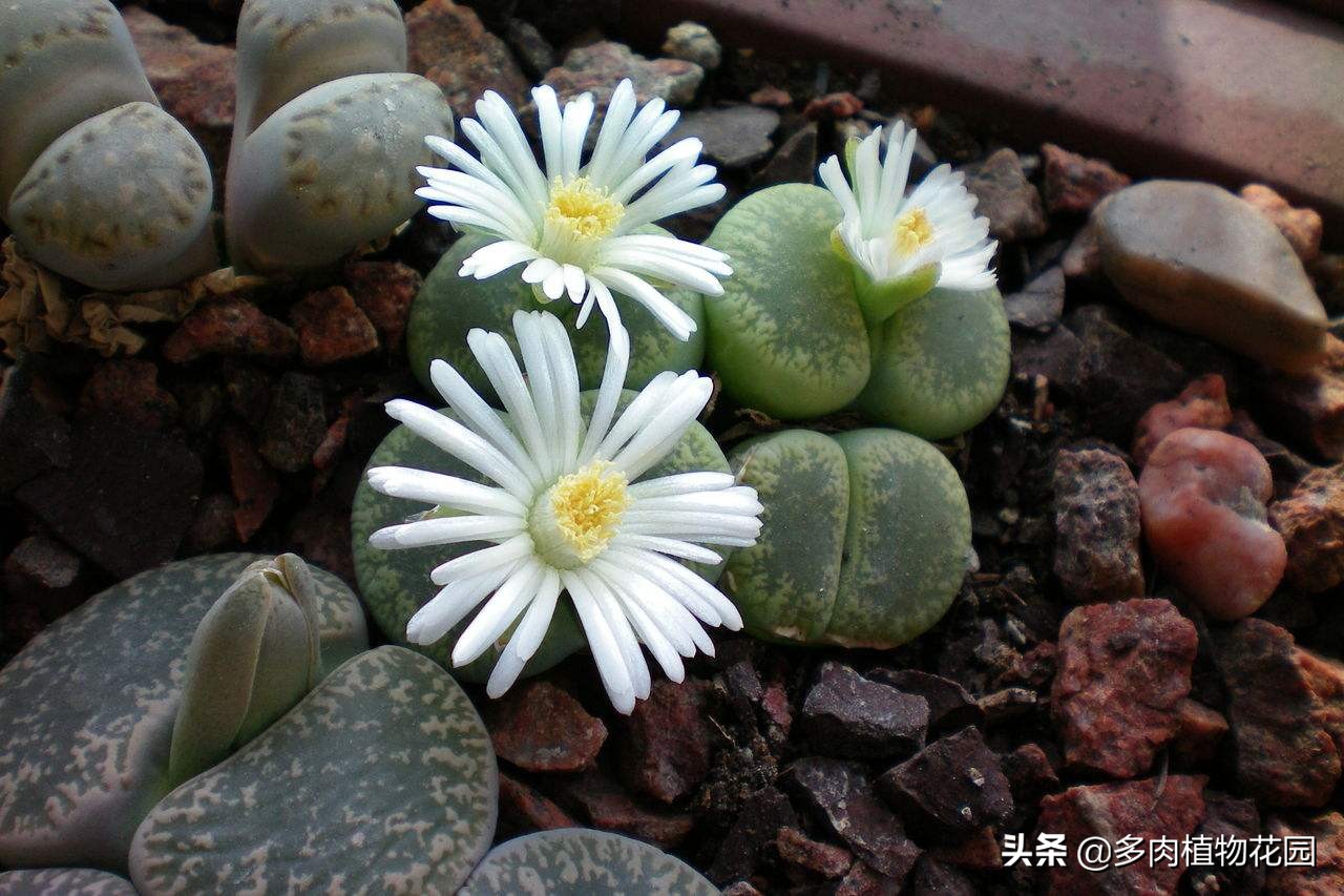生石花怎么养才开花,生石花开花看大小还是看年龄