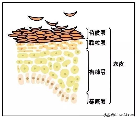 肌底液和精华液的区别有什么,肌底液和精华液的区别在哪