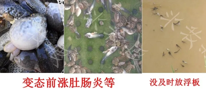 蝌蚪养殖解毒的重要性,蝌蚪养殖怎样预防生病的发生呢