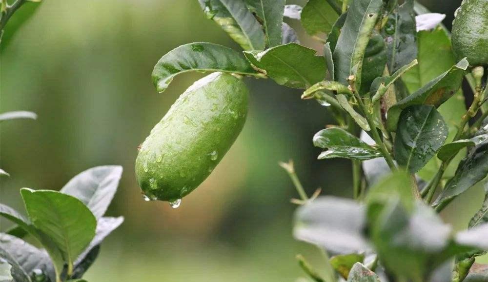柠檬开花结果后怎样保果,柠檬开花结果怎样施肥
