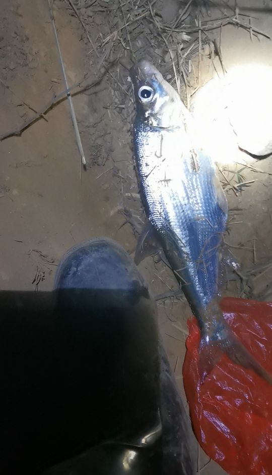 惠州东江夜钓翘嘴,东江夜钓翘嘴技巧