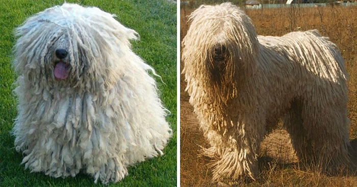 十种常见的犬种,10种常见的犬种