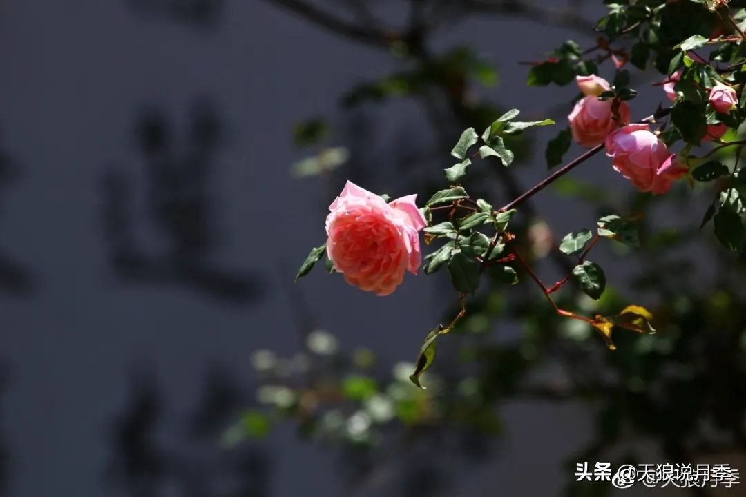 传家宝月季,月季传家宝紫色