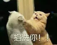 100个驯服动物的冷知识,6条养猫冷知识