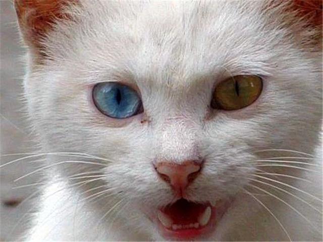 猫咪晚上看不见主人吗,猫咪夜晚看不见能找到吃的吗