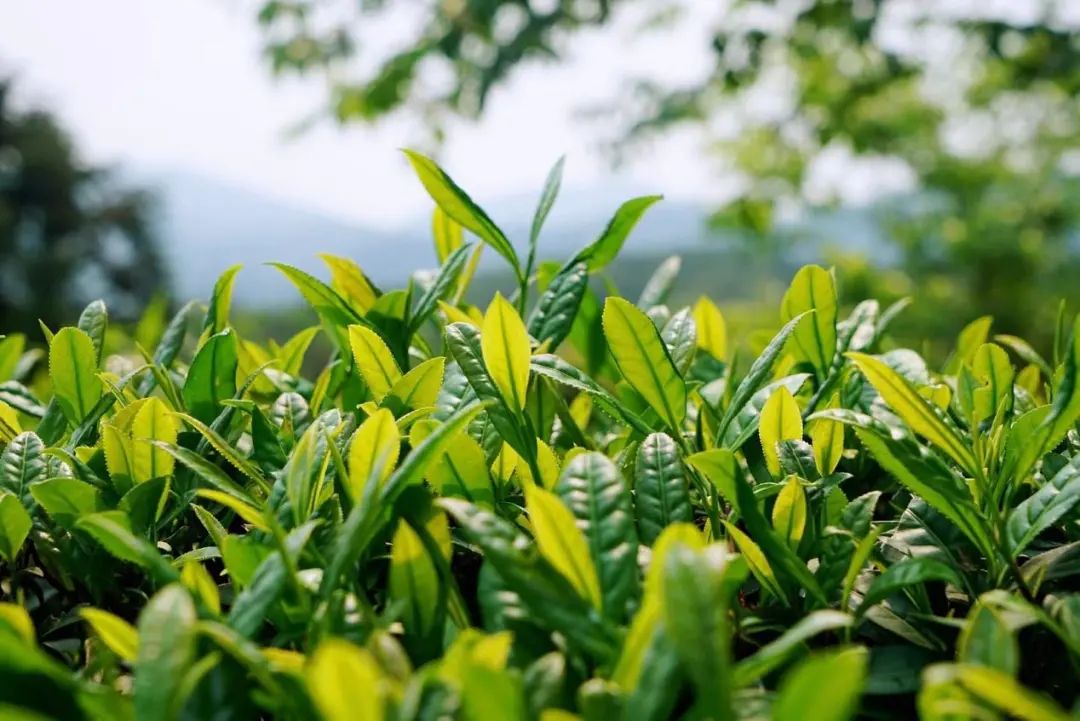 碧水丹山武夷岩茶,武夷山研茶之旅