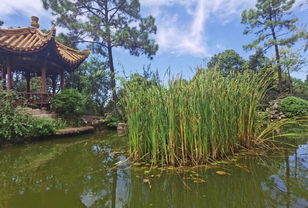 登上富乐山山顶看绵阳美景,登高赏菊富乐山