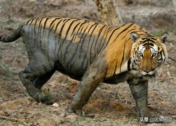 虎王拉贾孩子,虎王拉贾儿子怎么死的