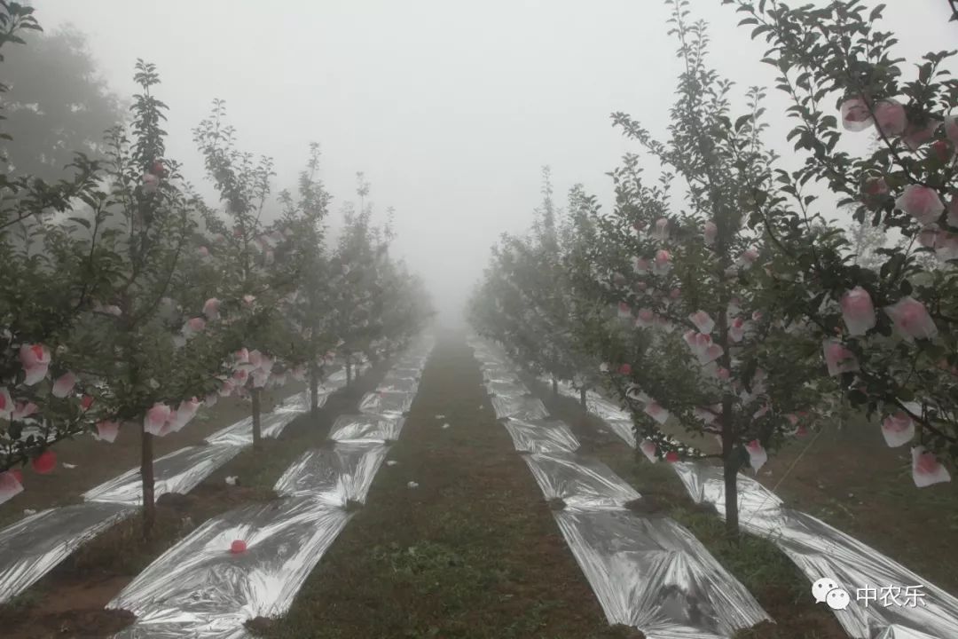 翼城工作站，树好、形好、果更好