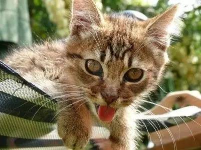 猫咪怕热怕冷是什么原因,怕热猫咪怎么过夏天