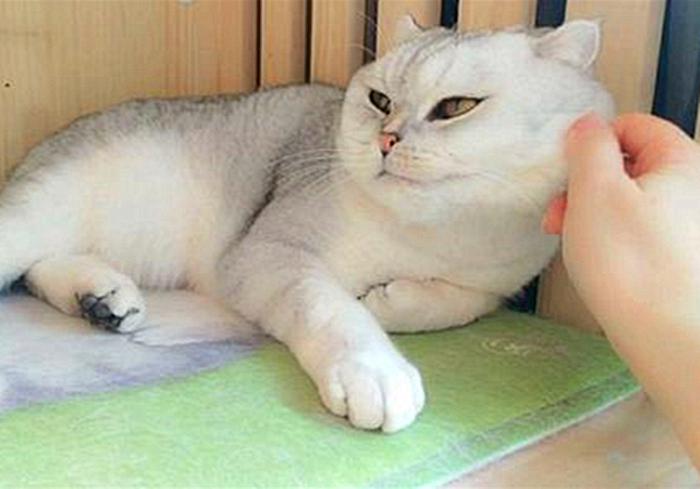猫咪闹脾气绝非小事，轻视猫咪的情绪会有严重后果，伤猫又伤己