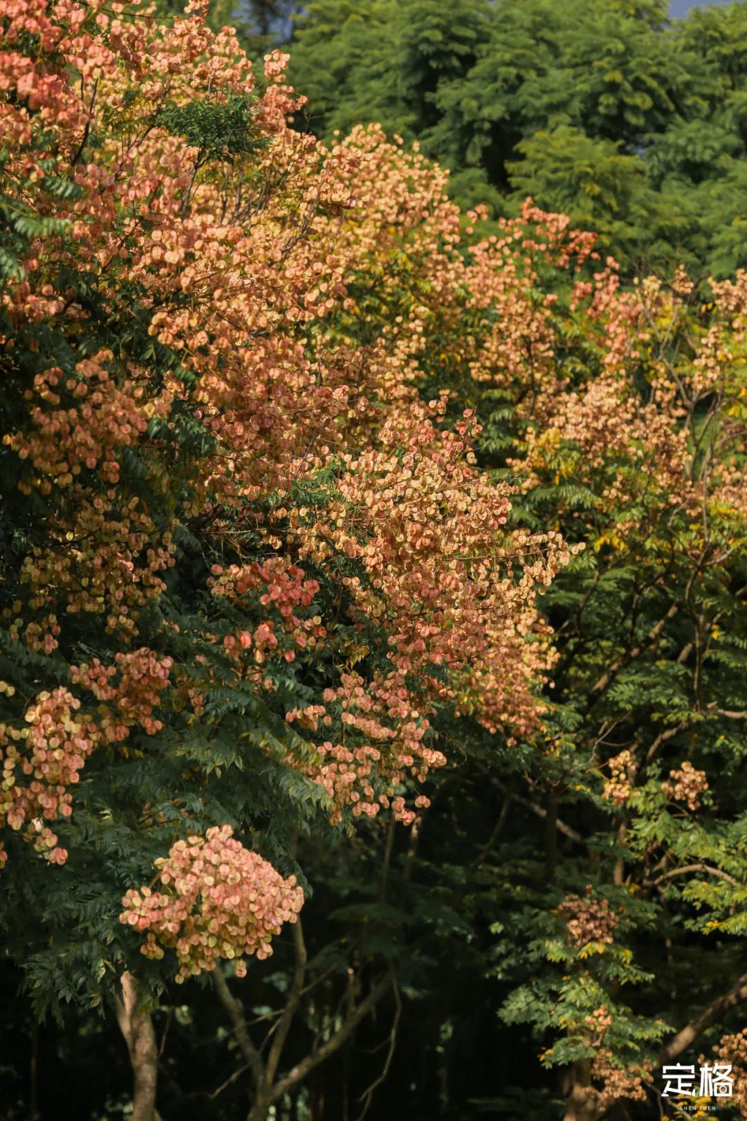 莲花山公园网红打卡地,即墨莲花山公园网红打卡地