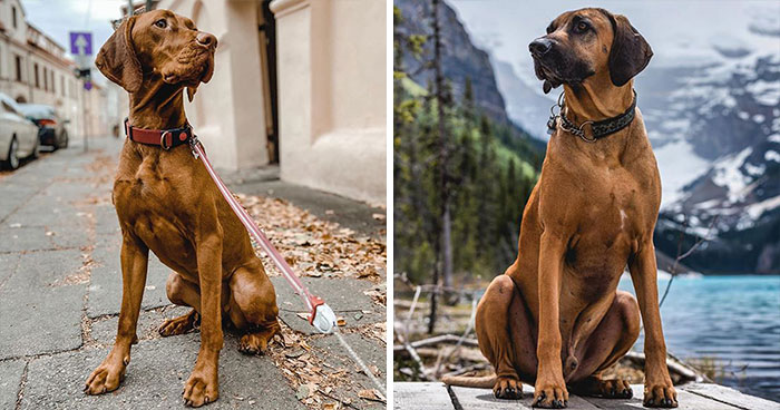 十种常见的犬种,10种常见的犬种