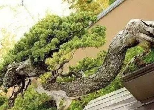 世界十大罕见花卉,世界名贵花卉高清大图