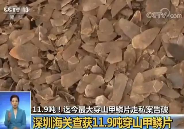 终于！药典除名穿山甲