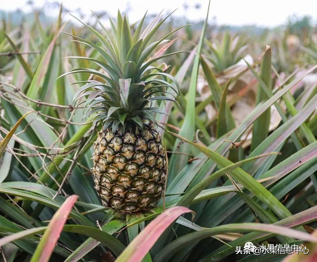 海南水果都有哪些品种图片及名称,海南水果上市时间表赶快收藏吧