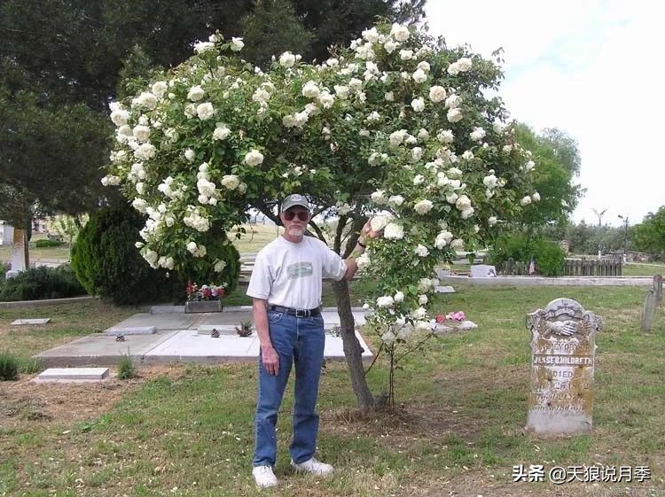 传家宝月季,月季传家宝紫色