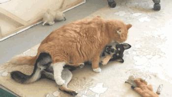 犬猫行为异常有哪些常见症状,发现猫有问题能退吗