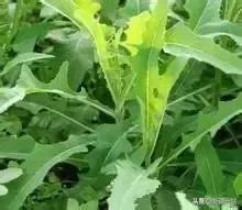 新疆的特殊植物,新疆戈壁上常见的植物