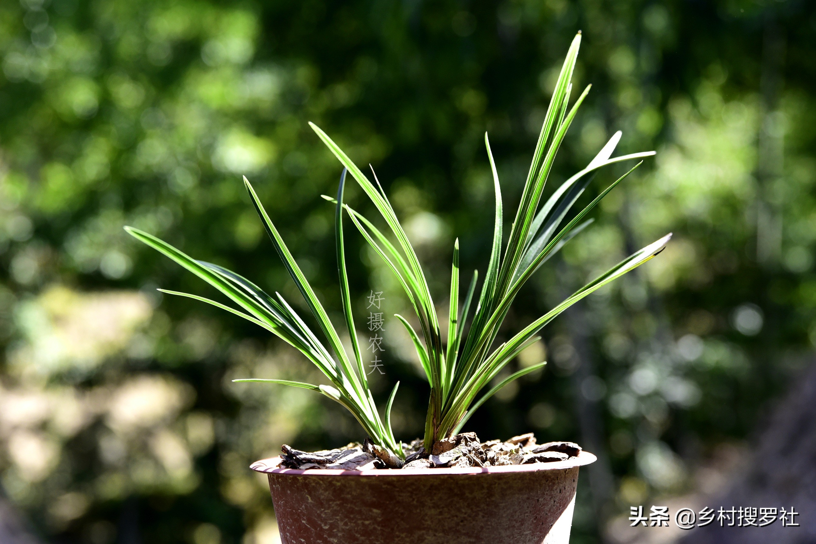 这样治疗兰花的茎腐病，第二年就可以成壮苗，关键就是这5点