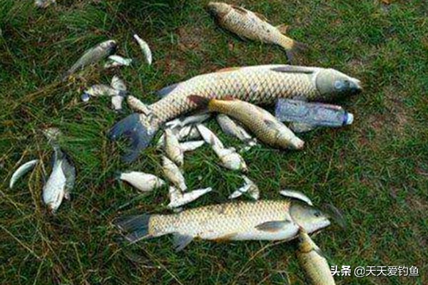 夜钓流水无漂钓法,夜钓鲫鱼滑漂钓法教学