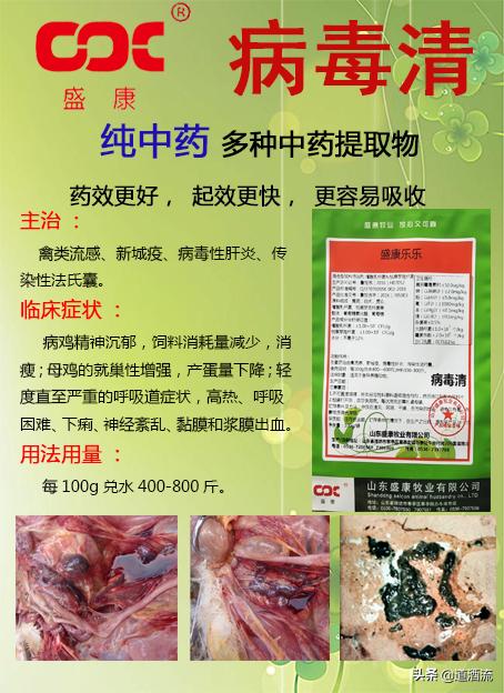 鸭子脚无力是什么病,鸭子得软脚病怎么治疗