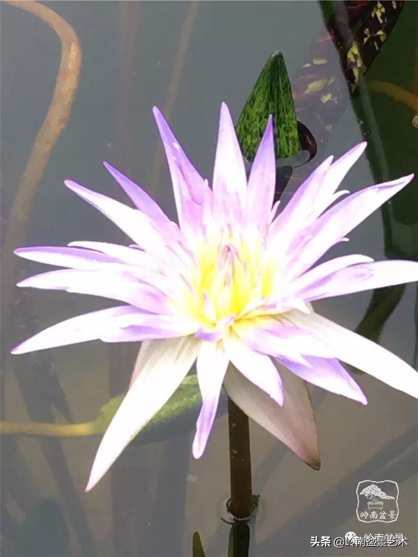 番禺莲花山有什么,莲花山上哪座莲花最多