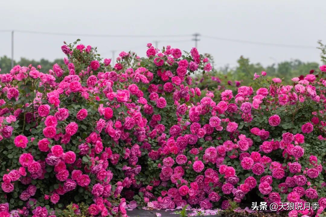 传家宝月季,月季传家宝紫色