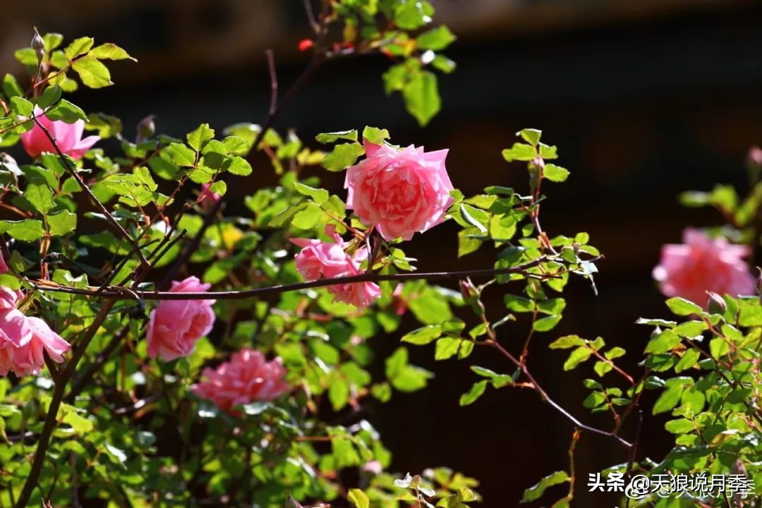 传家宝月季,月季传家宝紫色