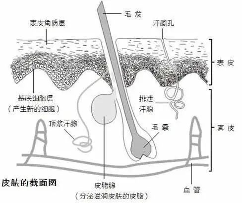 刮腋毛的副作用和危害,刮腋毛的危害有多大
